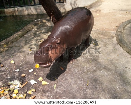 Hippopotamus smile