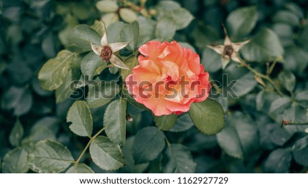 Flower isolated. Flower background. Flower and bee. Nature organic 