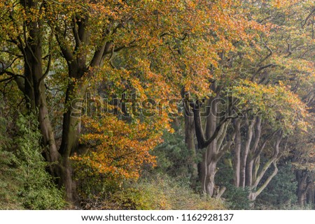 Late autumn trees