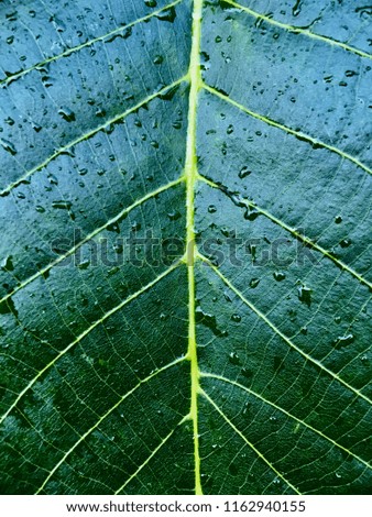 Close up of a Walnut tree leaf with rain drops on