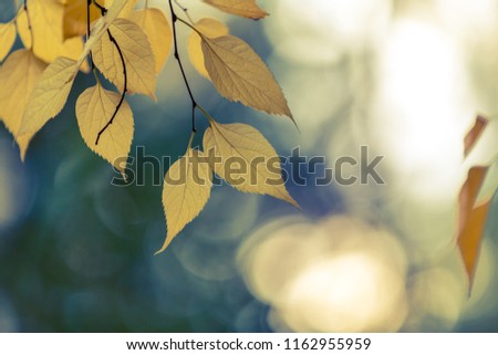 Autumn leaves on blurry dark background, copy space