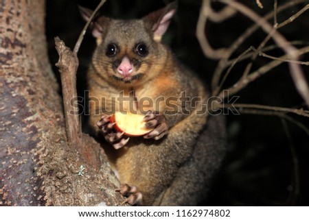 Cute nocturnal possum eating an apple at the tree