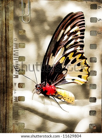 old book cover with film strips and butterfly