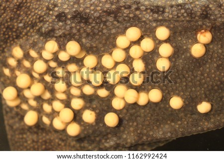 Info: Sabana Surinam toad (Pipa parva) with eggs attached to her back
