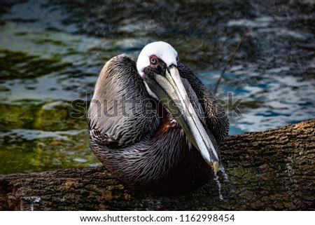 Brown Pelican (Pelecanus occidentalis) standing on a tree trunk