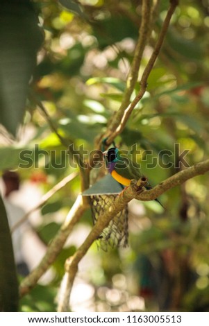 Yellow, blue and purple Lady Gouldian finch Erythrura gouldiae perches on a tree in a tropical garden.