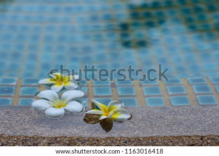 This flower is called Frangipani in swimming pool, which has a blue-green background. spa concept