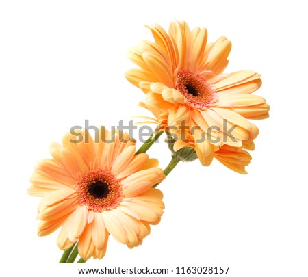 Beautiful gerber flowers on white background 