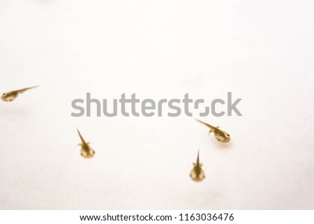 Many tadpole in a small pond and wait for hope that the water will not run out before it grows, white background.