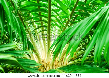 palm thorn on green leaf,  If its punctures your skin, perform basic first aid immediately and keep an eye on the wound as inflammation requires medical