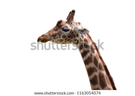 giraffe on the white background
