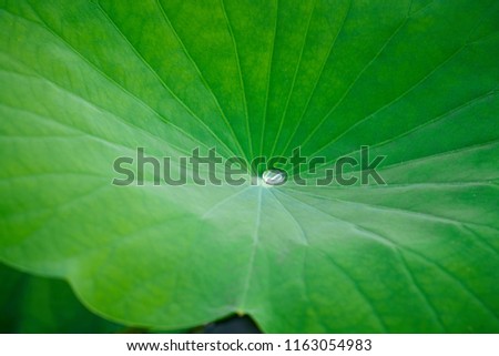 a lotus leaf with water drops