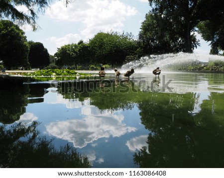 Duck family on a pond in Rheinpark in Cologne with blue sky in the background, Germany