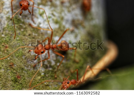 red ant macro