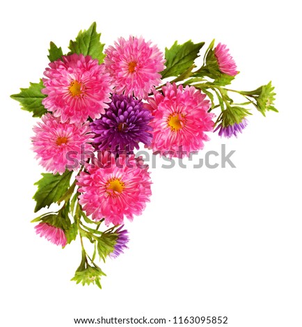 Aster flowers in a corner arrangement isolated on white. Flat lay. Top view.