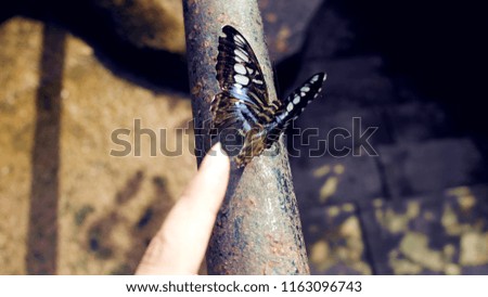 Butterfly insect Animal