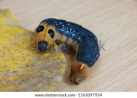 Yellow caterpillars are black on dry yellow leaves.