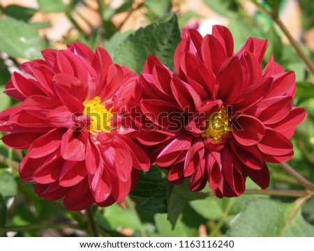 Two red dahlias in the morning in my garden. Concept photo of love and happy family.