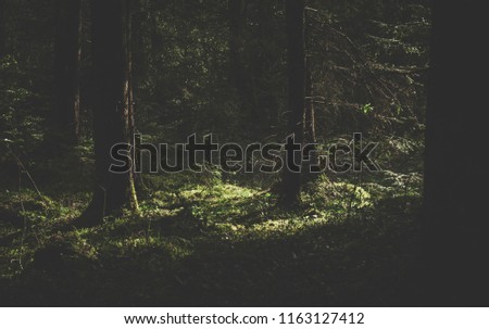 Green dark forest 