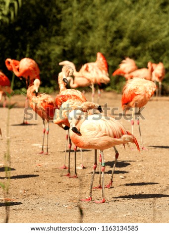 Group of flamingos standing, relaxing