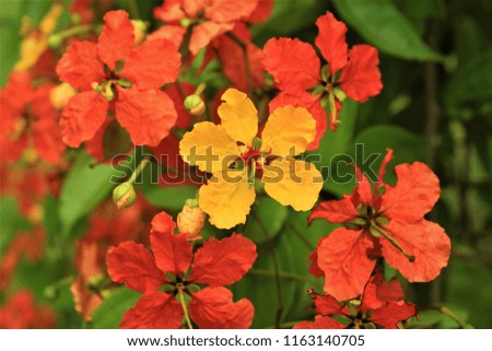 Different colour flowers in fresh mood.