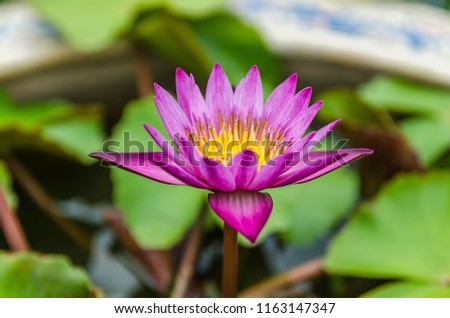 Purple lotus in outdoor a garden, Soft select focus and blur.