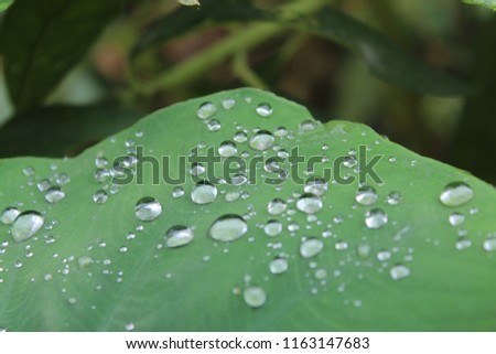 beautiful weather rainy season raindrop leaf. Beautiful Nature outdoor photography  