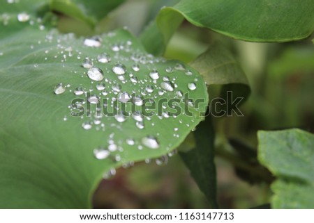 beautiful weather rainy season raindrop leaf. Beautiful Nature outdoor photography  