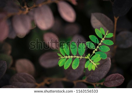 Closeup view of tiny green plant with dark purpleish bokeh background