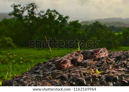 Wide Angled Macro of saw-scaled viper at Bhagwan Mahavir Wildlife Sanctuary in Goa Royalty-Free Stock Photo #1163169964