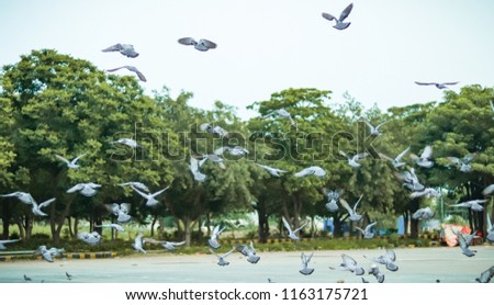 Picture of flying pegions in Gurgaon India