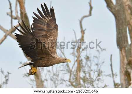 White-Tailed Eagle, bird of prey, Europe