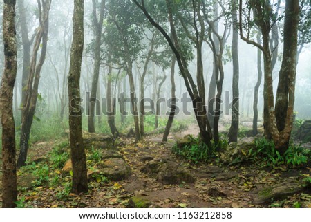 Rain forest  fog Royalty-Free Stock Photo #1163212858