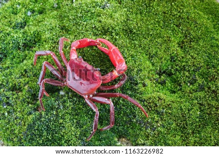 Red land crab (Phricotelphusa limula)(Male) One of world most beautiful fresh water crabs, native only in Phuket island, Thailand. Rare crabs