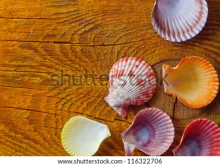 shell on wooden background