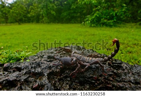 Wide angle of Ingali Scorpion at Bhagwan Mahavir Wildlife Sanctuary on Goa Royalty-Free Stock Photo #1163230258