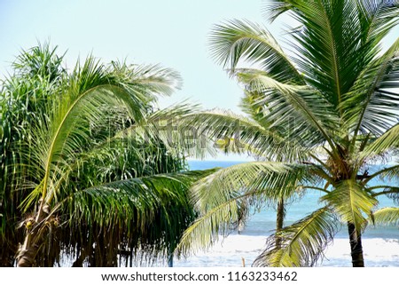 Palmier sur une plage au Sri Lanka !
