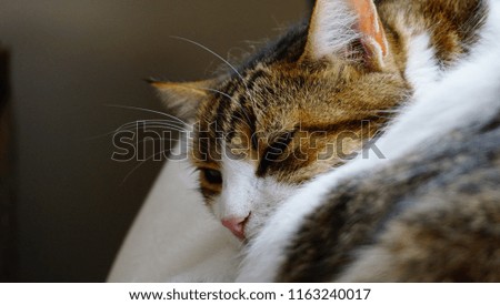 Sleeping cat on top of seat