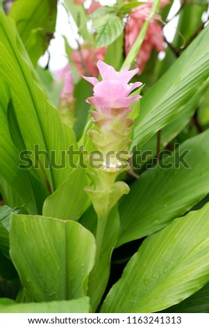 beautiful siam tulip on green nature background and flower texture