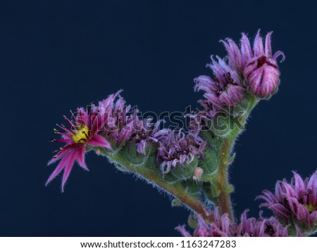 Surrealistic fine art still life color macro image of a single isolated yellow red pink green sempervivum / echeveria with blossom on blue background in fantasy colors, vintage painting style 