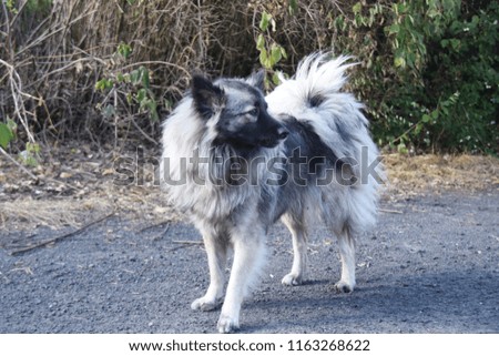 Old, gray, wolf-dog in a garden
Spitz, dog, pet, canide, shaggy, fur, gray, brown, breed, old,