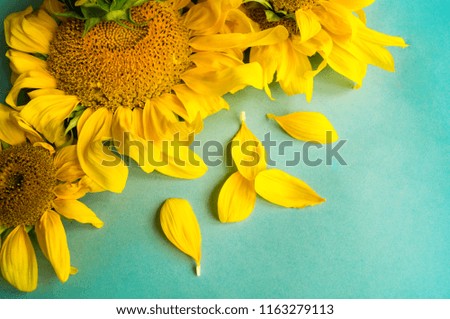Sunflower on a blue background. A withered flower. Hot Summer. Autumn harvest.