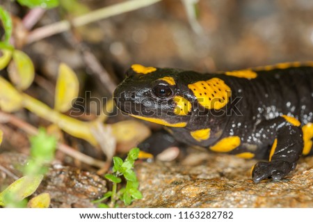  Fire salamander on rock, closeup