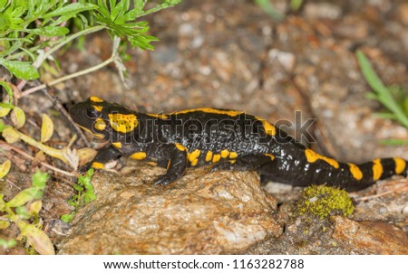  Fire salamander on rock