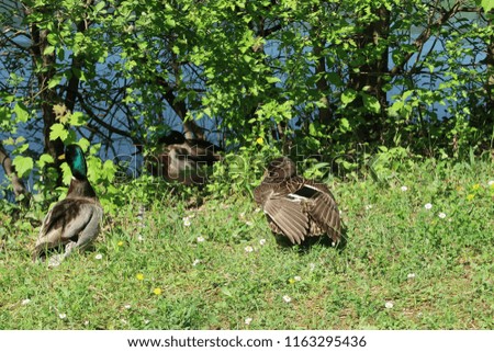 Photography of a mallard duck in the grass