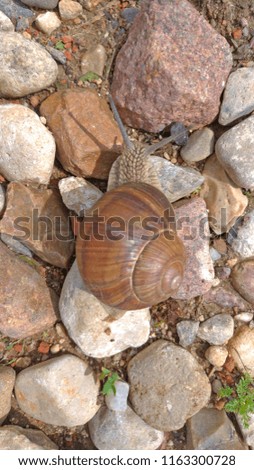 A large grape snail crawls on a stone, sitting on a rock.