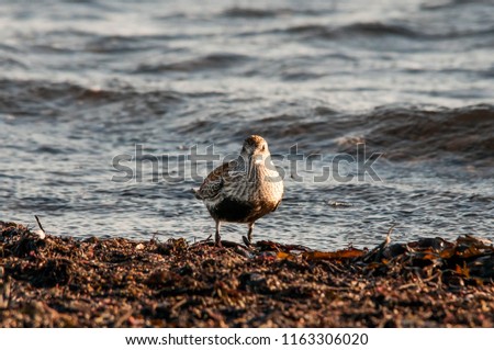 red knot in sweden

