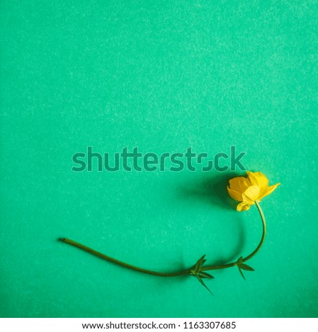 one fresh yellow flower and leaves isolated on green  background. empty copy cpace for inscription. 