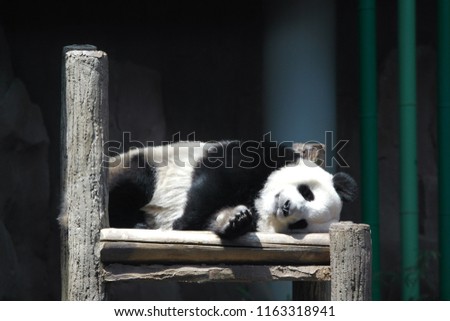 Panda mammal Animal