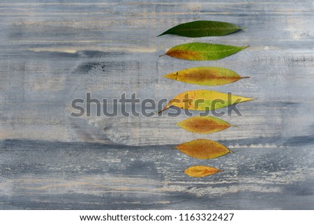 multi-colored tree leaves from green to yellow on a wooden table, natural gradient of tree leaves, season change concept and the arrival of autumn